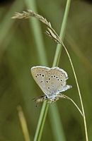 Azuré de la sanguisorbe. Cliquer pour agrandir l'image.