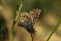 Azuré de la sanguisorbe. Femelle. Cliquer pour agrandir l'image.
