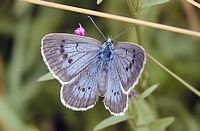 Azuré de la sanguisorbe. Cliquer pour agrandir l'image.