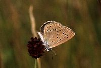 Azuré de la sanguisorbe. Femelle. Cliquer pour agrandir l'image.