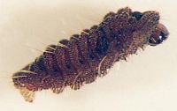 Azuré de la sanguisorbe. Chenille. Cliquer pour agrandir l'image.