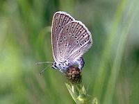 Azuré de la sanguisorbe. Cliquer pour agrandir l'image.