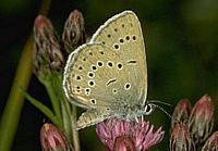 Azuré de la sanguisorbe. Cliquer pour agrandir l'image.