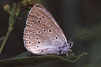 Azuré de la sanguisorbe. Cliquer pour agrandir l'image.