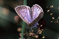 Azuré de la sanguisorbe. Cliquer pour agrandir l'image.