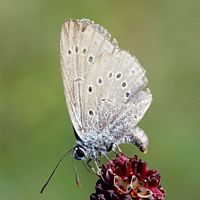 Azuré de la sanguisorbe. Cliquer pour agrandir l'image.