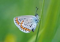 Azuré des coronilles. Cliquer pour agrandir l'image.