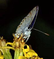 Azuré des coronilles. Cliquer pour agrandir l'image.