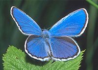 Azuré des coronilles. Cliquer pour agrandir l'image.