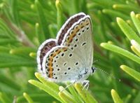 Azuré des coronilles. Femelle. Cliquer pour agrandir l'image.