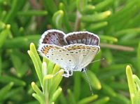 Azuré des coronilles. Femelle. Cliquer pour agrandir l'image.