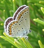 Azuré des coronilles. Femelle. Cliquer pour agrandir l'image.