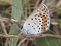 Azuré des coronilles. Cliquer pour agrandir l'image.