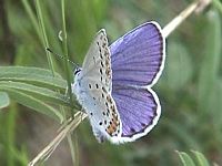 Azuré des coronilles. Cliquer pour agrandir l'image.