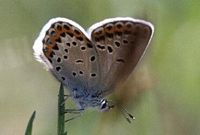 Azuré des coronilles. Femelle. Cliquer pour agrandir l'image.