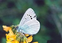 Azuré des cytises. Cliquer pour agrandir l'image.
