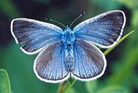 Azuré des cytises. Photographié en mai sur les coteaux de Limagne à 400 m d'altitude. Cliquer pour agrandir l'image.