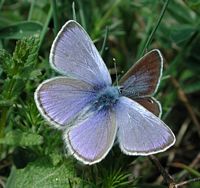 Azuré des cytises. Cliquer pour agrandir l'image.