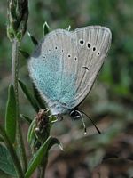 Azuré des cytises. Cliquer pour agrandir l'image.