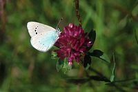 Azuré des cytises. Cliquer pour agrandir l'image.