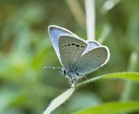 Azuré des cytises. Cliquer pour agrandir l'image.