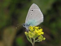 Azuré des cytises. Cliquer pour agrandir l'image.