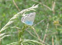 Azuré des cytises. Femelle. Cliquer pour agrandir l'image.