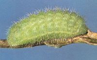Azuré des cytises. Chenille. Cliquer pour agrandir l'image.
