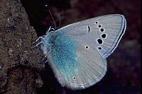 Azuré des cytises. Cliquer pour agrandir l'image.