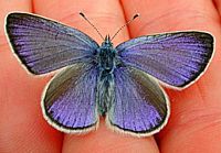 Azuré des cytises. Mâle. Cliquer pour agrandir l'image.