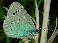 Azuré des cytises. Cliquer pour agrandir l'image.