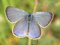 Azuré des cytises. Cliquer pour agrandir l'image.