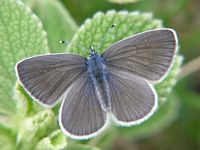 Azuré des cytises. Femelle. Cliquer pour agrandir l'image.