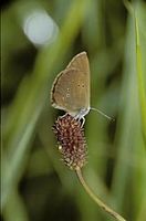 Azuré des paluds. Cliquer pour agrandir l'image.