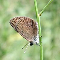 Azuré des paluds. Cliquer pour agrandir l'image.