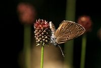 Azuré des paluds. Cliquer pour agrandir l'image.