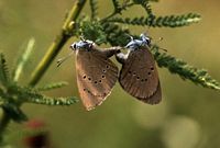 Azuré des paluds. Accouplement. Cliquer pour agrandir l'image.