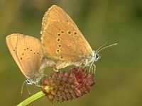 Azuré des paluds. Accouplement. Cliquer pour agrandir l'image.