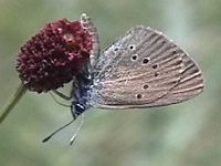 Azuré des paluds. Cliquer pour agrandir l'image.