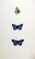 Azuré du serpolet. Planche d'identification Morris. Cliquer pour agrandir l'image.