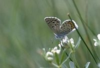 Azuré du thym. Femelle. Cliquer pour agrandir l'image.