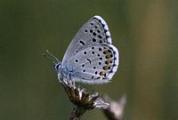 Azuré du thym. Mâle. Cliquer pour agrandir l'image.