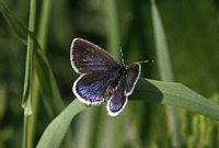 Azuré du trèfle. Femelle. Cliquer pour agrandir l'image.