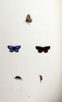 Azuré du trèfle. Planche d'identification Morris. Cliquer pour agrandir l'image.