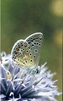 Azuré de l'esparcette. Cliquer pour agrandir l'image.