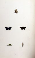 Azuré frêle. Planche d'identification Morris. Cliquer pour agrandir l'image.