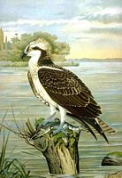 Balbuzard pêcheur. Planche d'identification Naumann. Cliquer pour agrandir l'image.