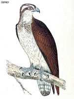 Balbuzard pêcheur. Dessin. Cliquer pour agrandir l'image.