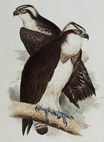 Balbuzard pêcheur. Dessin. Cliquer pour agrandir l'image.