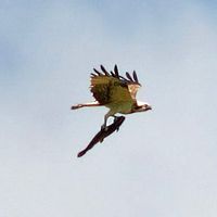Balbuzard pêcheur. Avec poisson. Cliquer pour agrandir l'image.